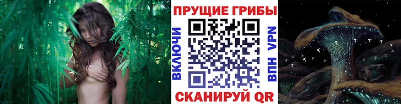 Псилоцибиновые грибы прущие грибы  Ковров 
